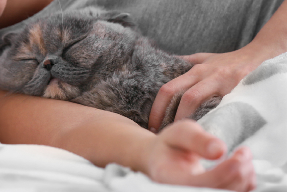 qué hacer con mi gato si soy alérgico