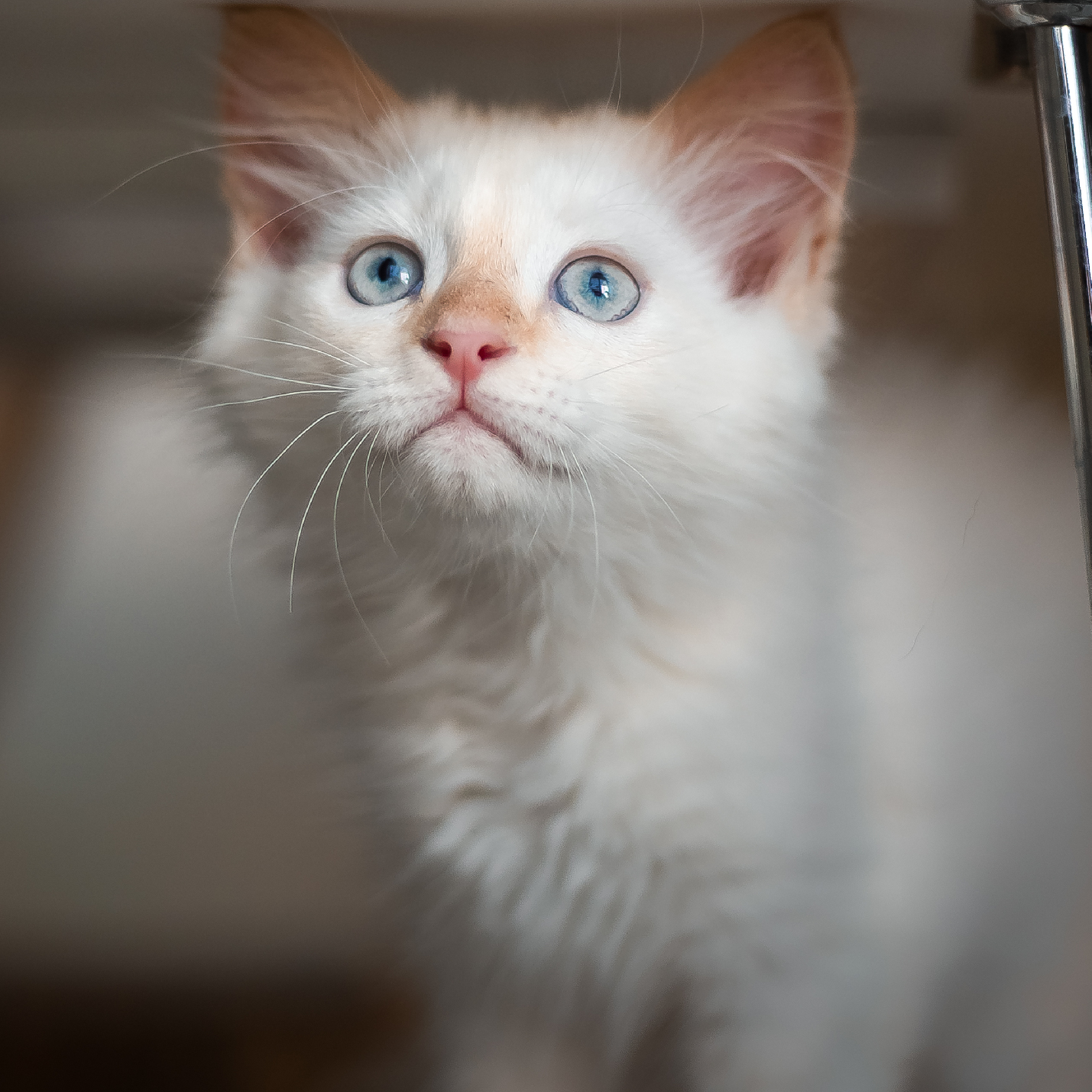 causas-de-fiebre-en-gatos.jpg