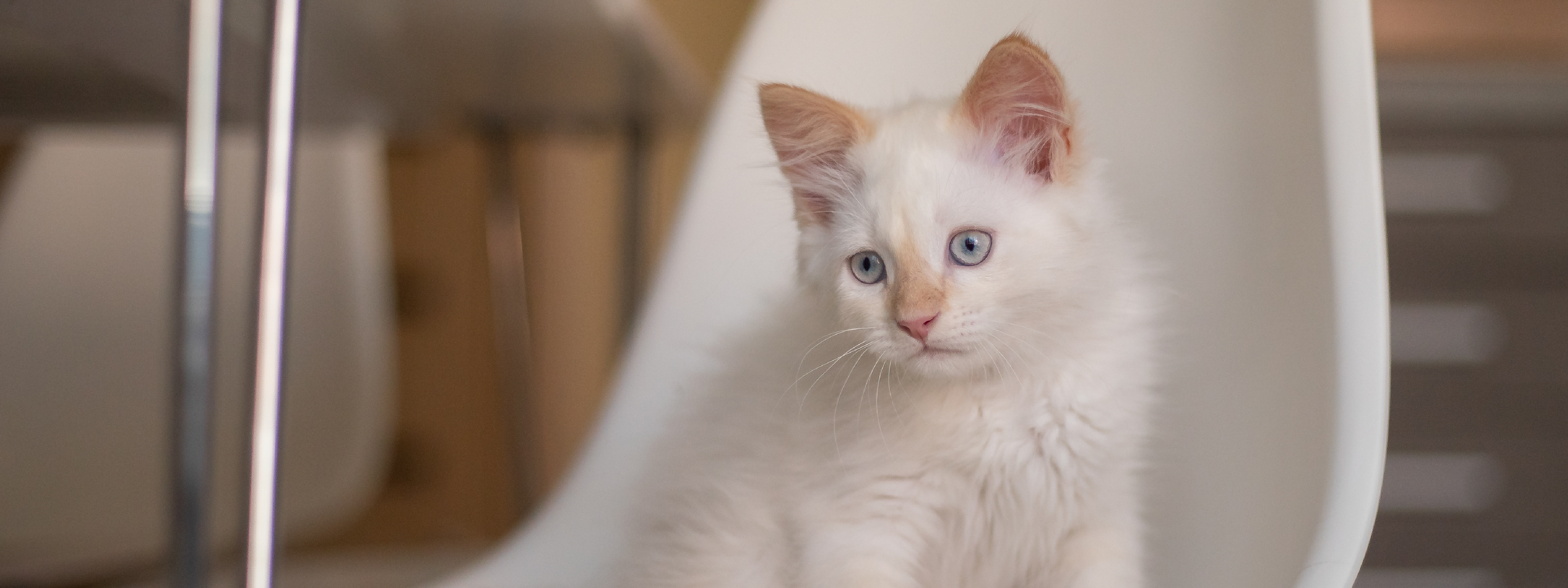 mi gato tiene fiebre y está decaído