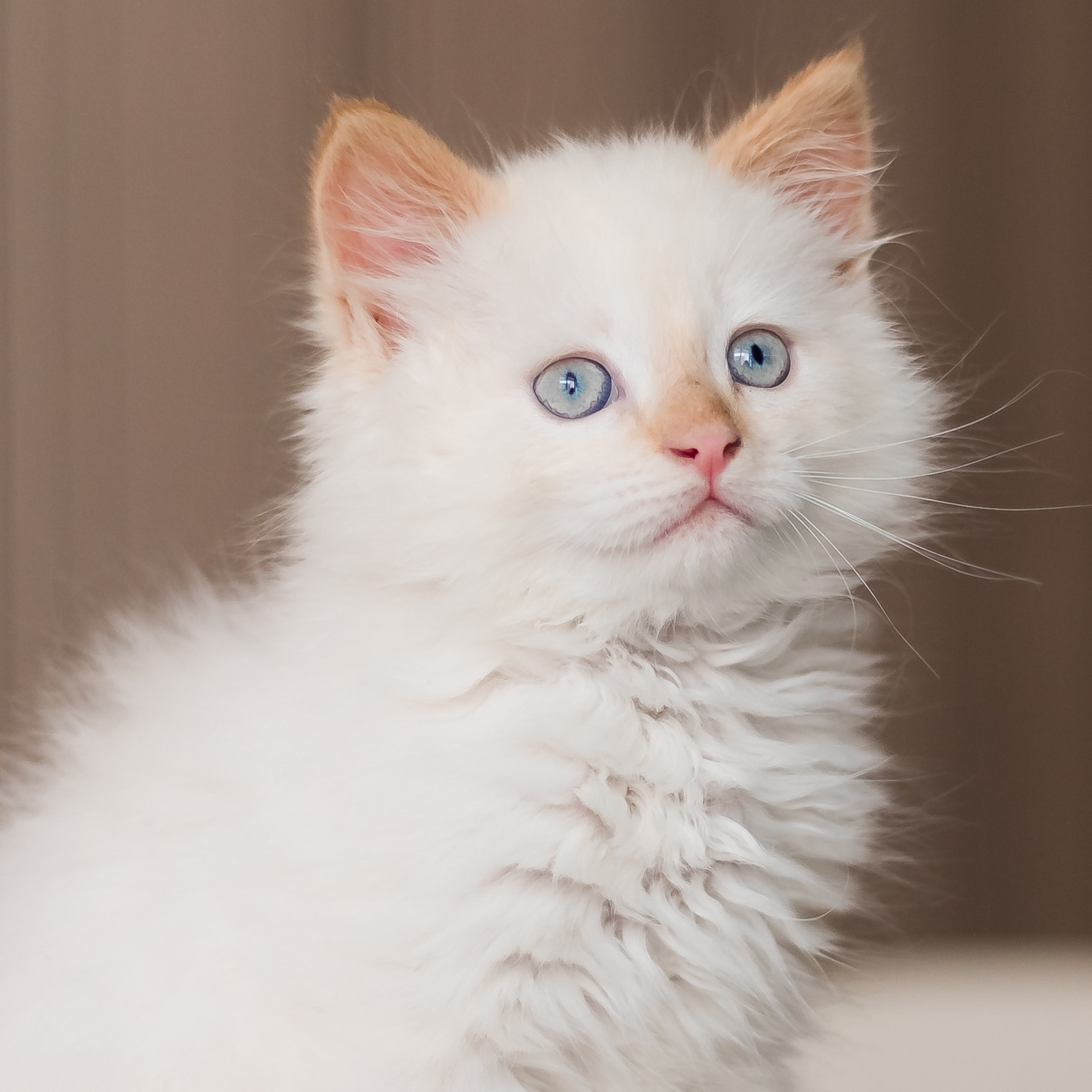 como-saber-si-mi-gato-tiene-fiebre.jpg