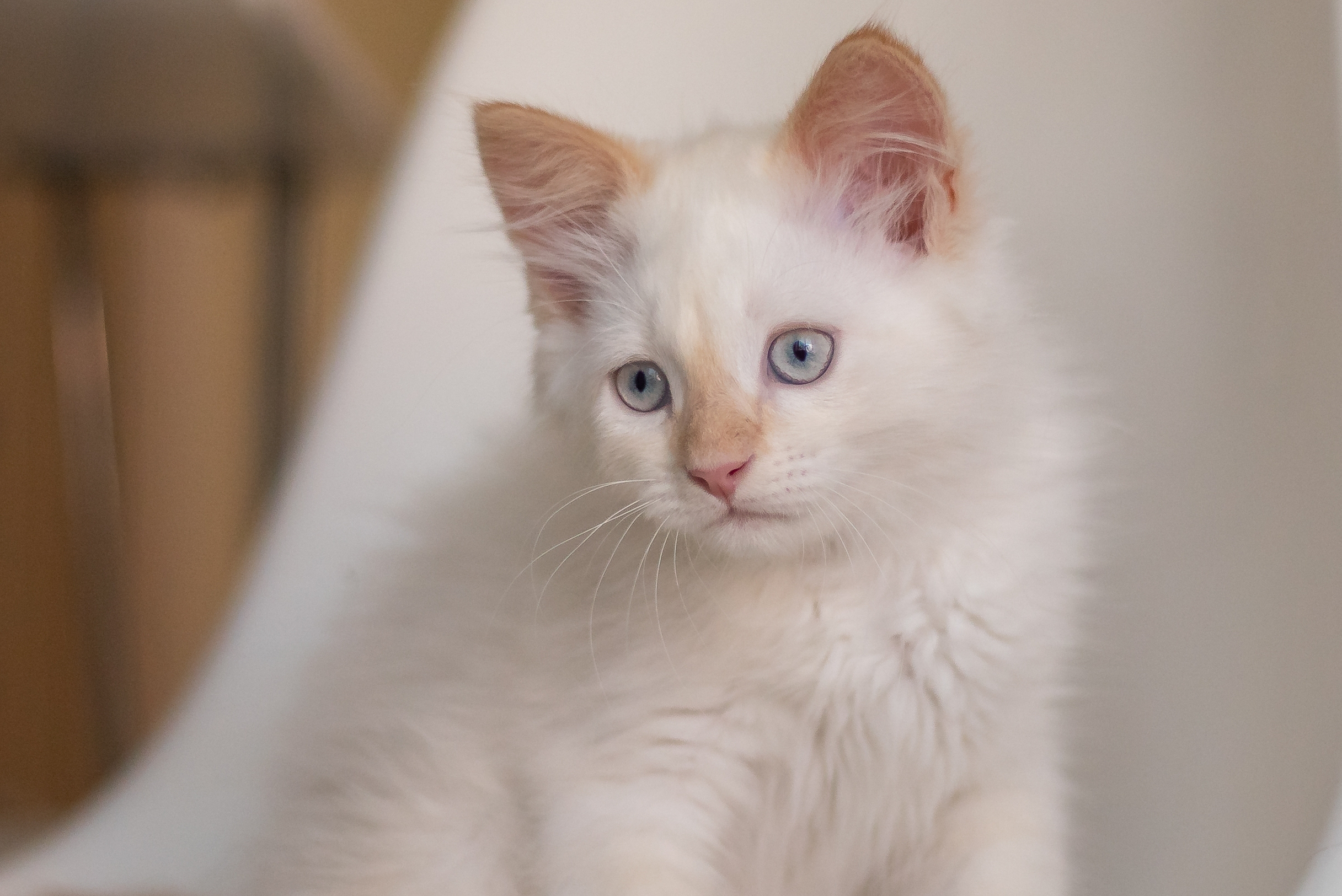 mi gato tiene fiebre y está decaído
