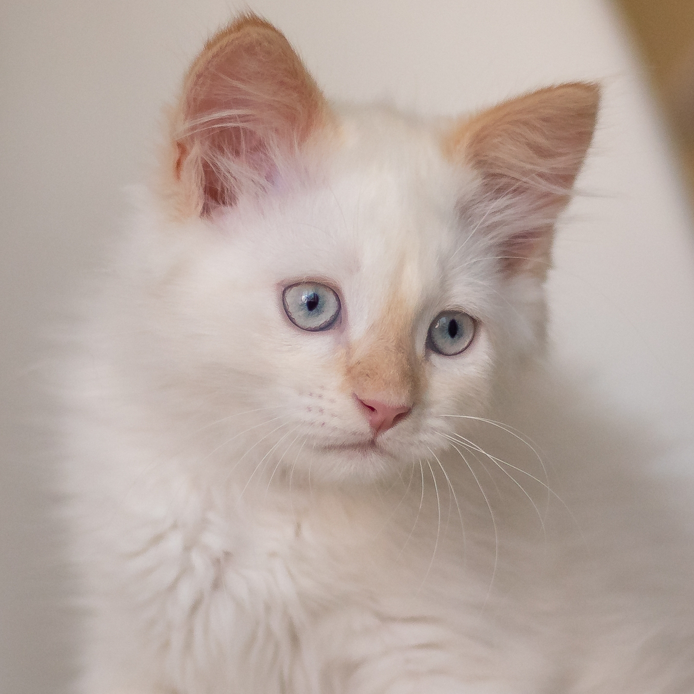 sintomas-de-fiebre-en-gatos.jpg