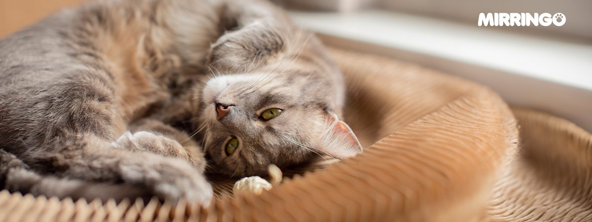 Cómo Ayudar a Gatos que Se Esconden por Estrés 4 cuanto tiempo puede estar un gato solo en casa