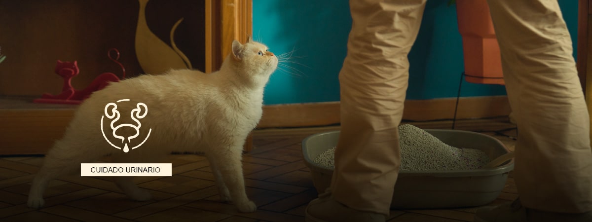 Cuidado urinario para tu gato con Mirringo +PRO