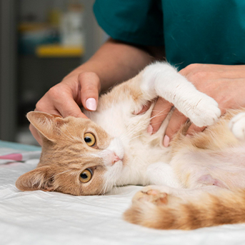 vacunas y desparasitacion gatos.jpg