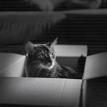 comportamiento-crepuscular-e-instinto-felino.png
