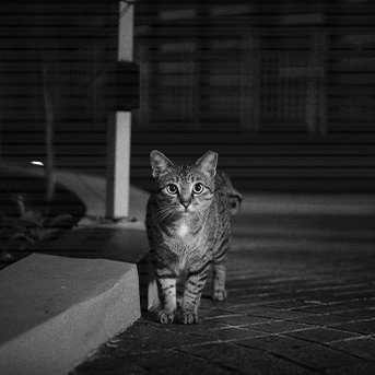 gatos-y-su-herencia-salvaje-de-caza.png