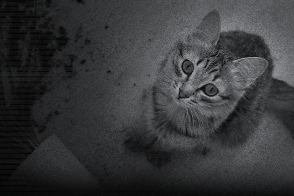 por qué los gatos cazan cuando hay poca luz