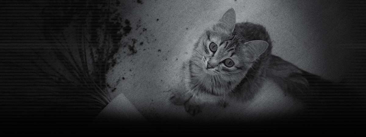 por qué los gatos cazan cuando hay poca luz