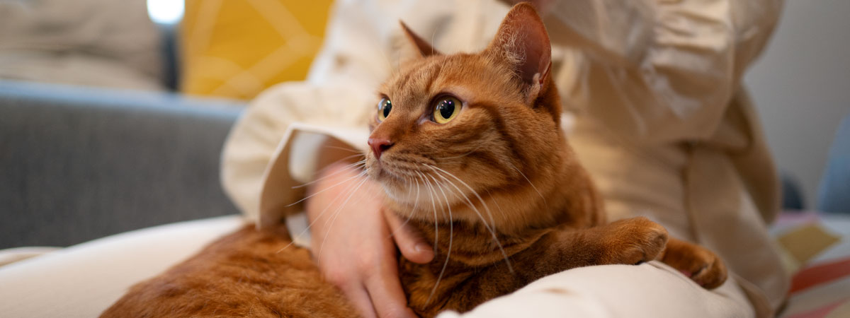 maullido de los gatos