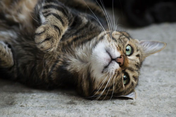 porque mi gato maulla tanto.jpg