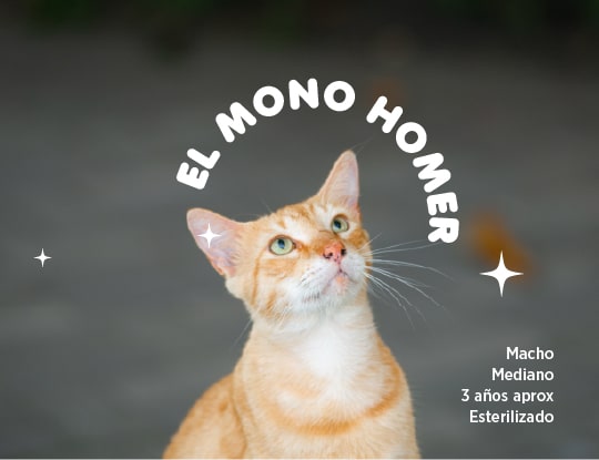El-mono-homer-100-min.jpg