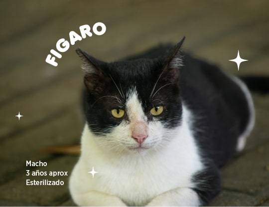 Figaro-min.jpg