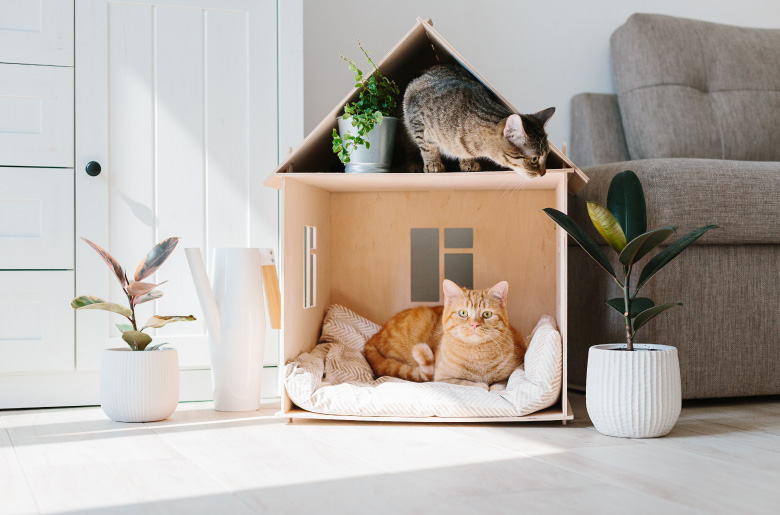 Casa de descanso para los gatos