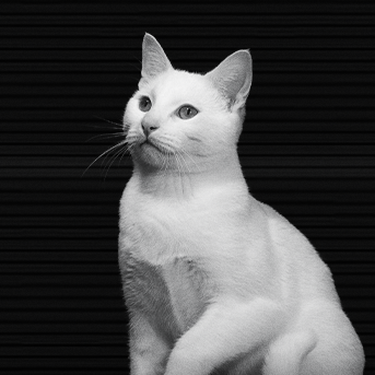 comportamiento-felino-nocturno-vs-crepuscular.png