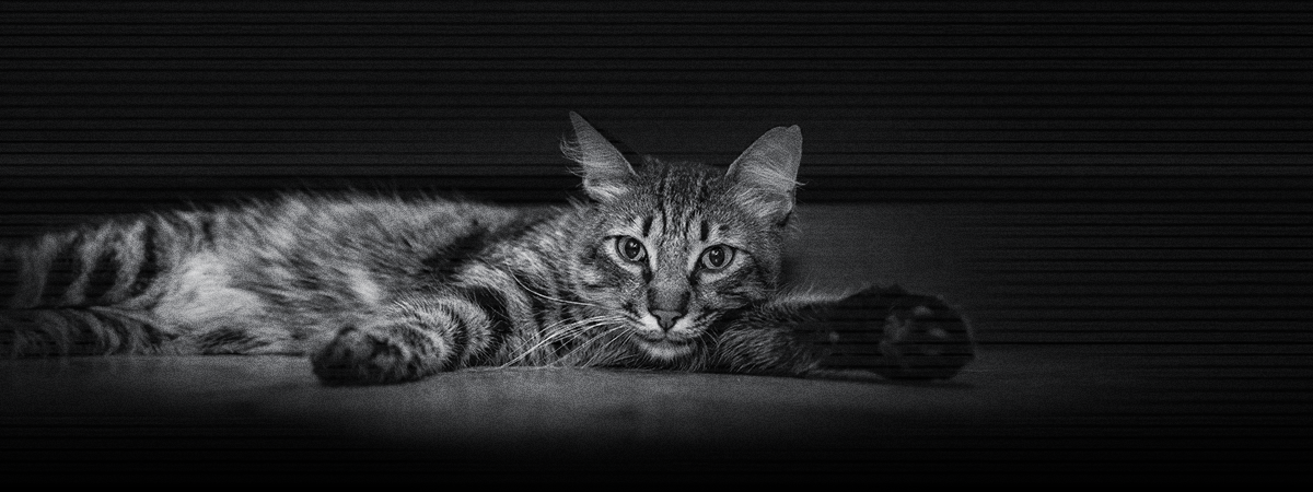 comportamiento felino nocturno vs crepuscular