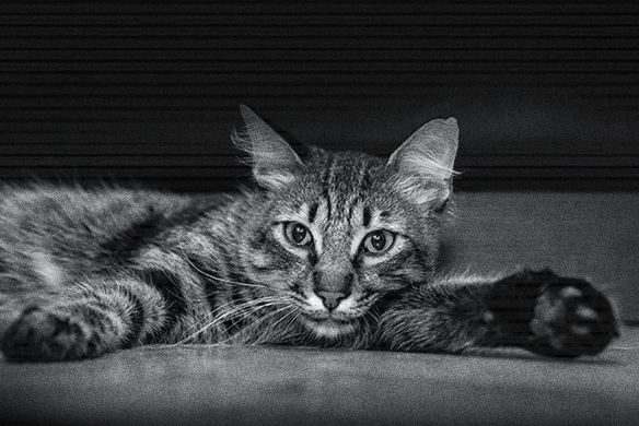comportamiento felino nocturno vs crepuscular
