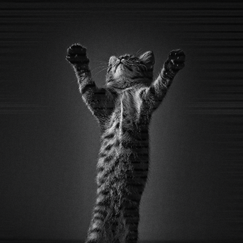 los-gatos-son-nocturnos-o-crepusculares.png