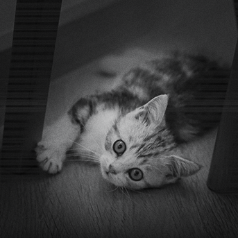 son-los-gatos-verdaderamente-nocturnos.png