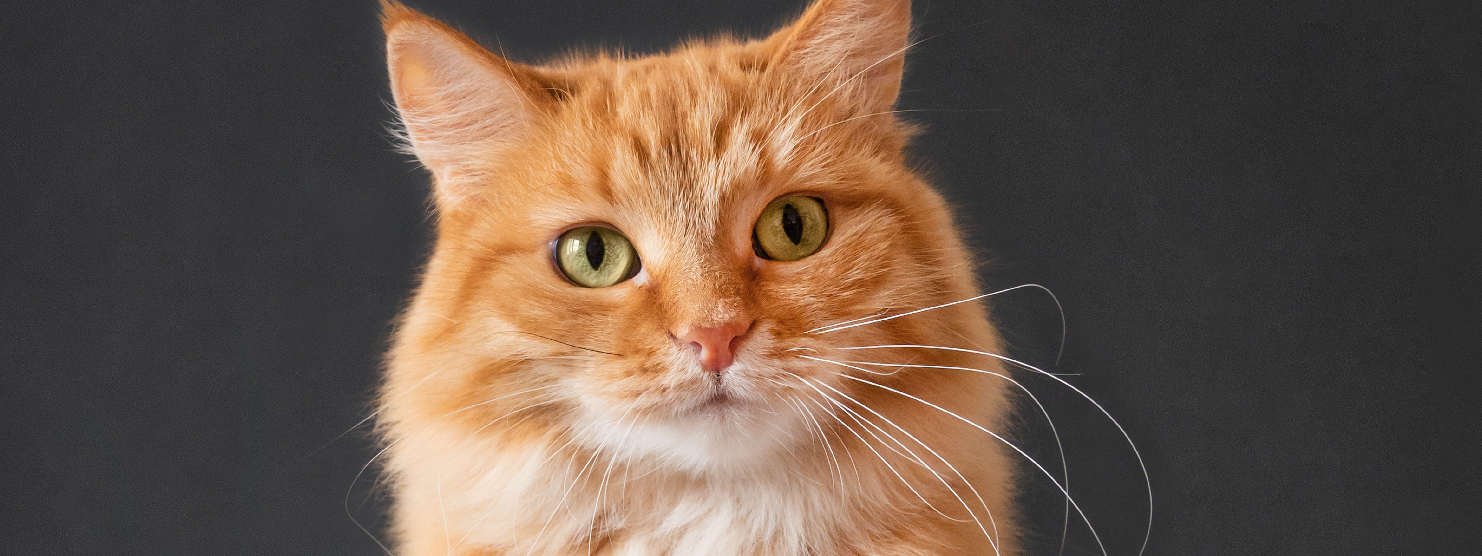 Qué ven los gatos que nosotros no podemos ver