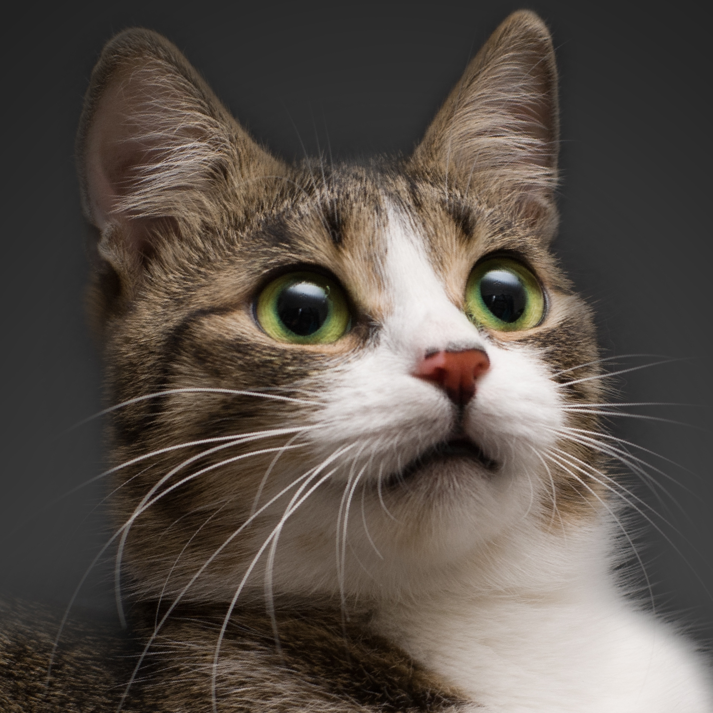 como-nos-ven-los-gatos-a-los-humanos.jpg