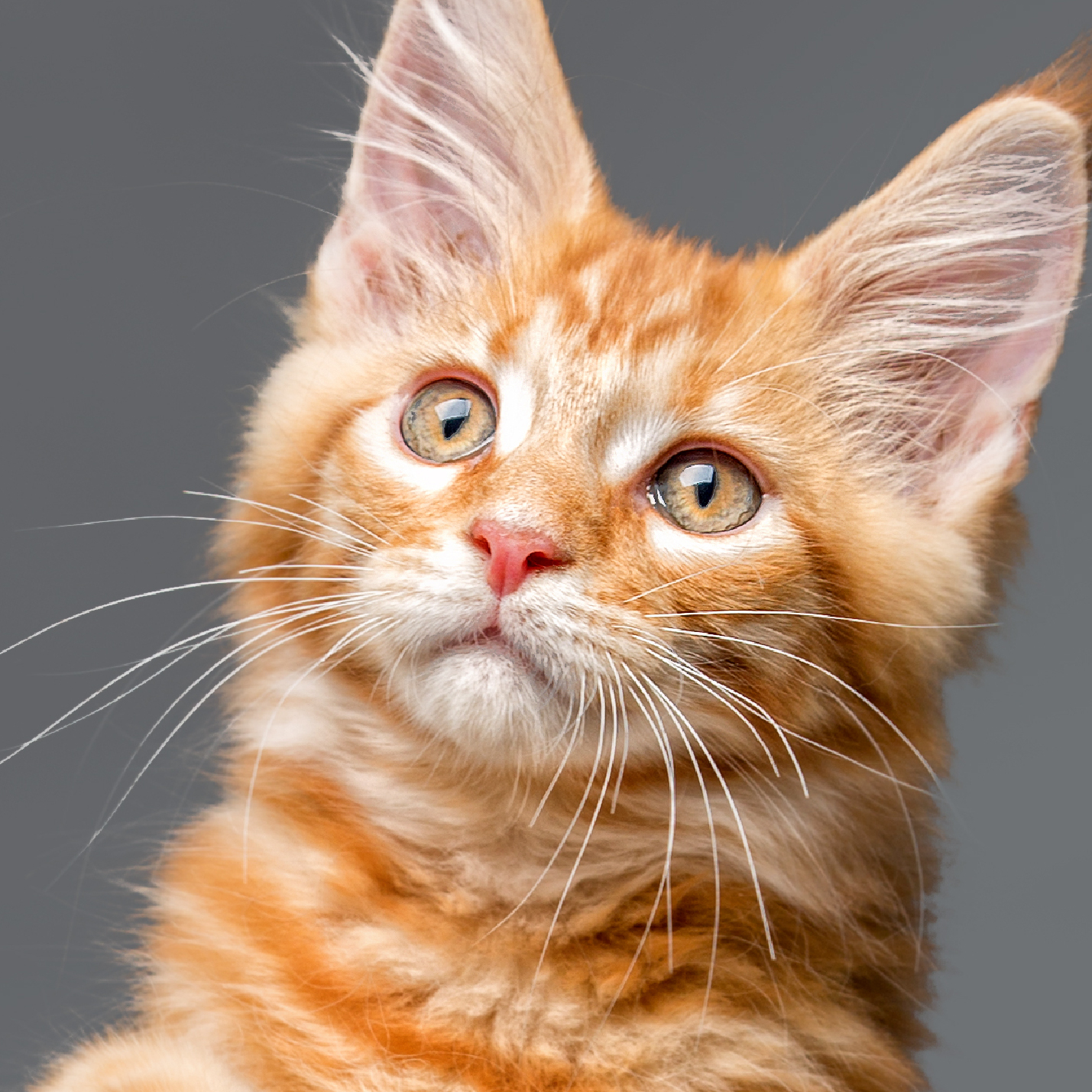 que-ven-los-gatos-que-nosotros-no-podemos-ver.jpg