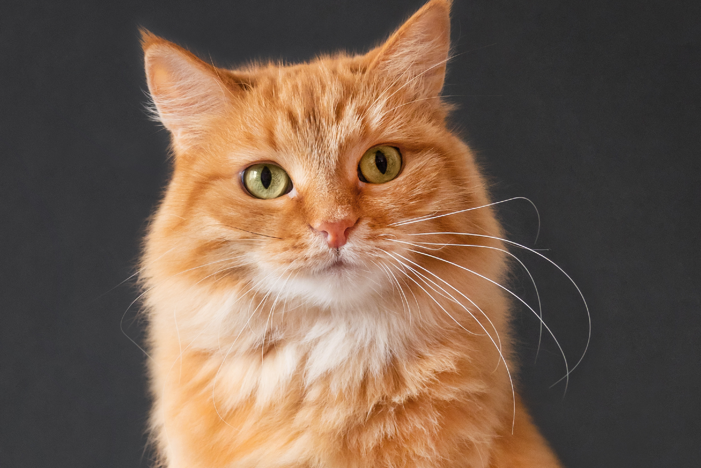 Qué ven los gatos que nosotros no podemos ver