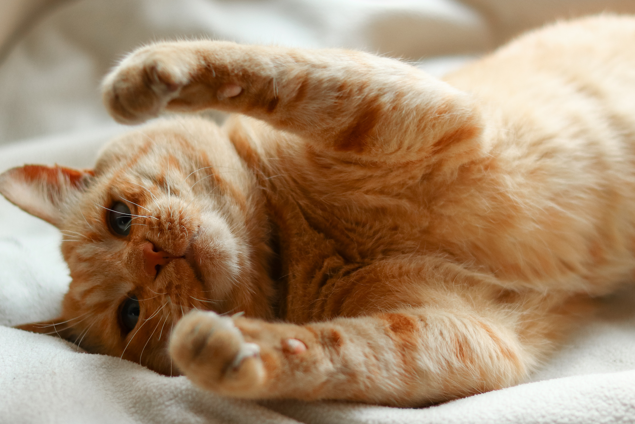 como se comporta un gato si es macho o hembra