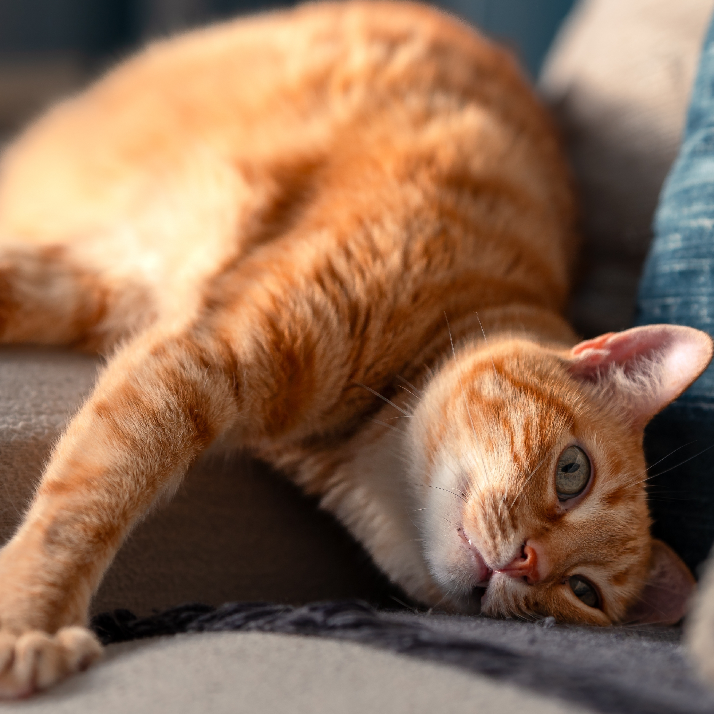 como-saber-si-es-gato-o-gata-por-el-color.jpg