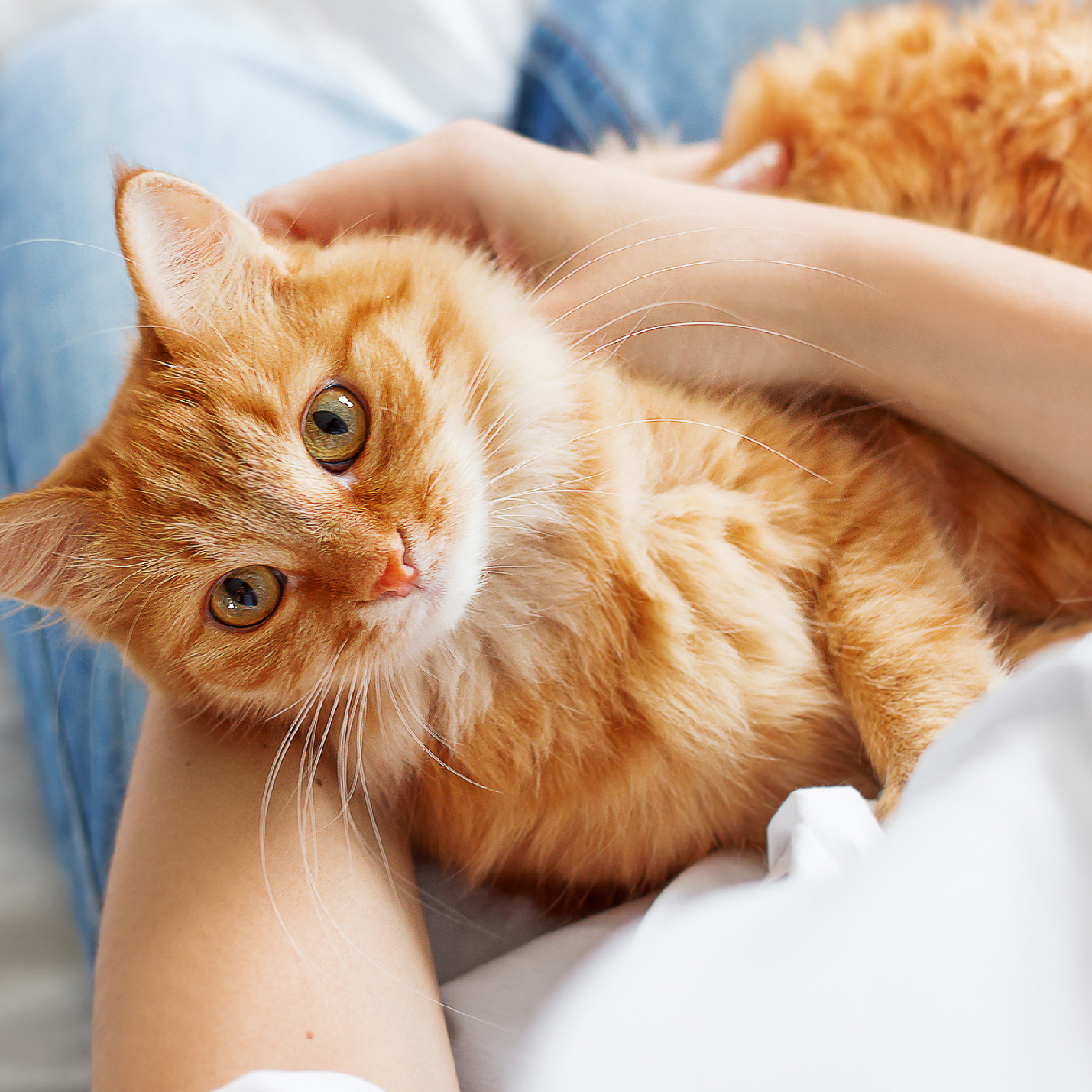 como-saber-si-es-gato-o-gata-por-el-pelaje.jpg