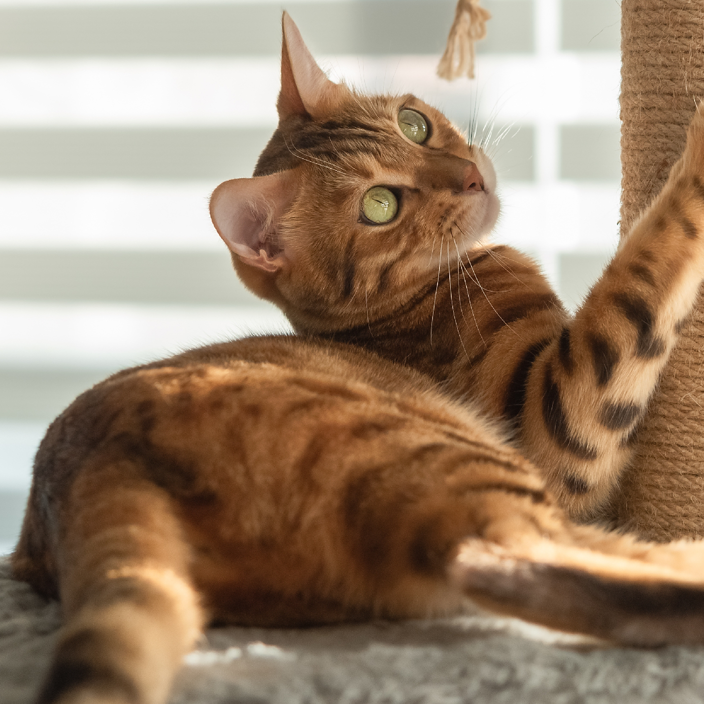 como-se-distinguen-el-gato-y-la-gata.jpg