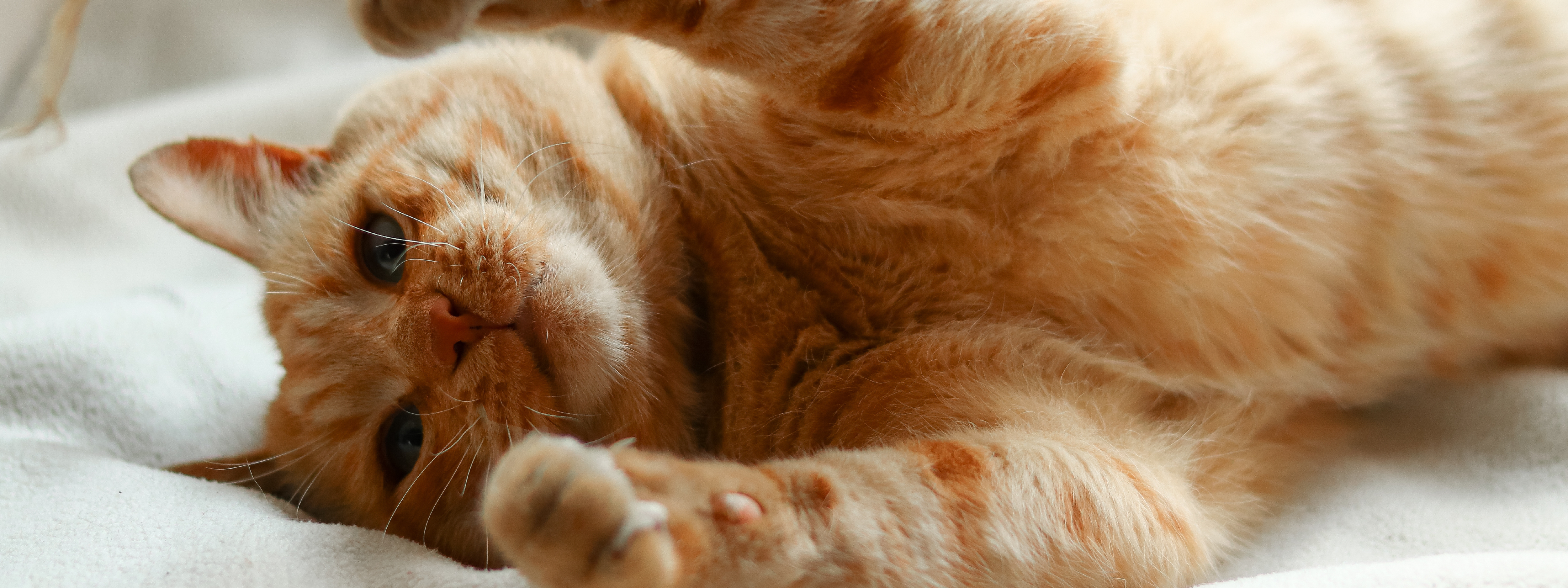 como se comporta un gato si es macho o hembra