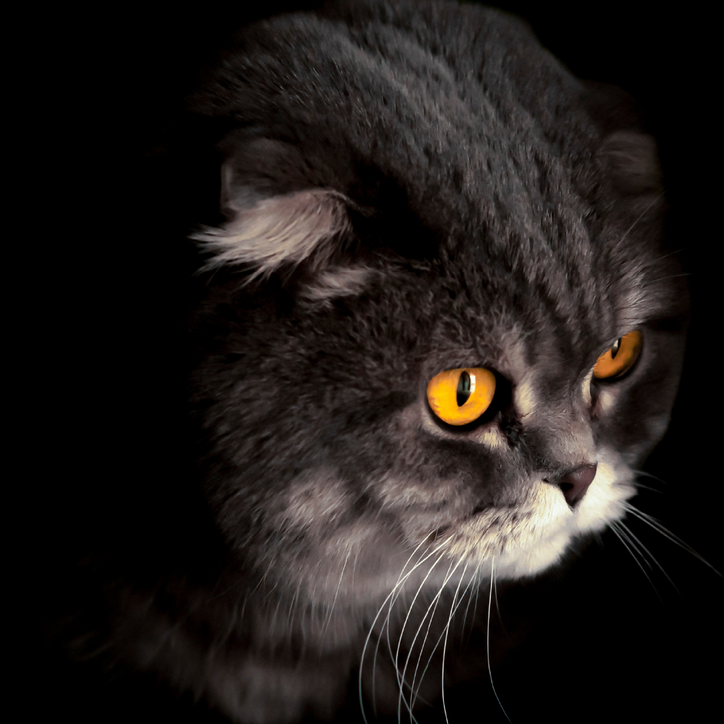 cual-es-el-mito-de-la-luna-llena-y-los-gatos.jpg