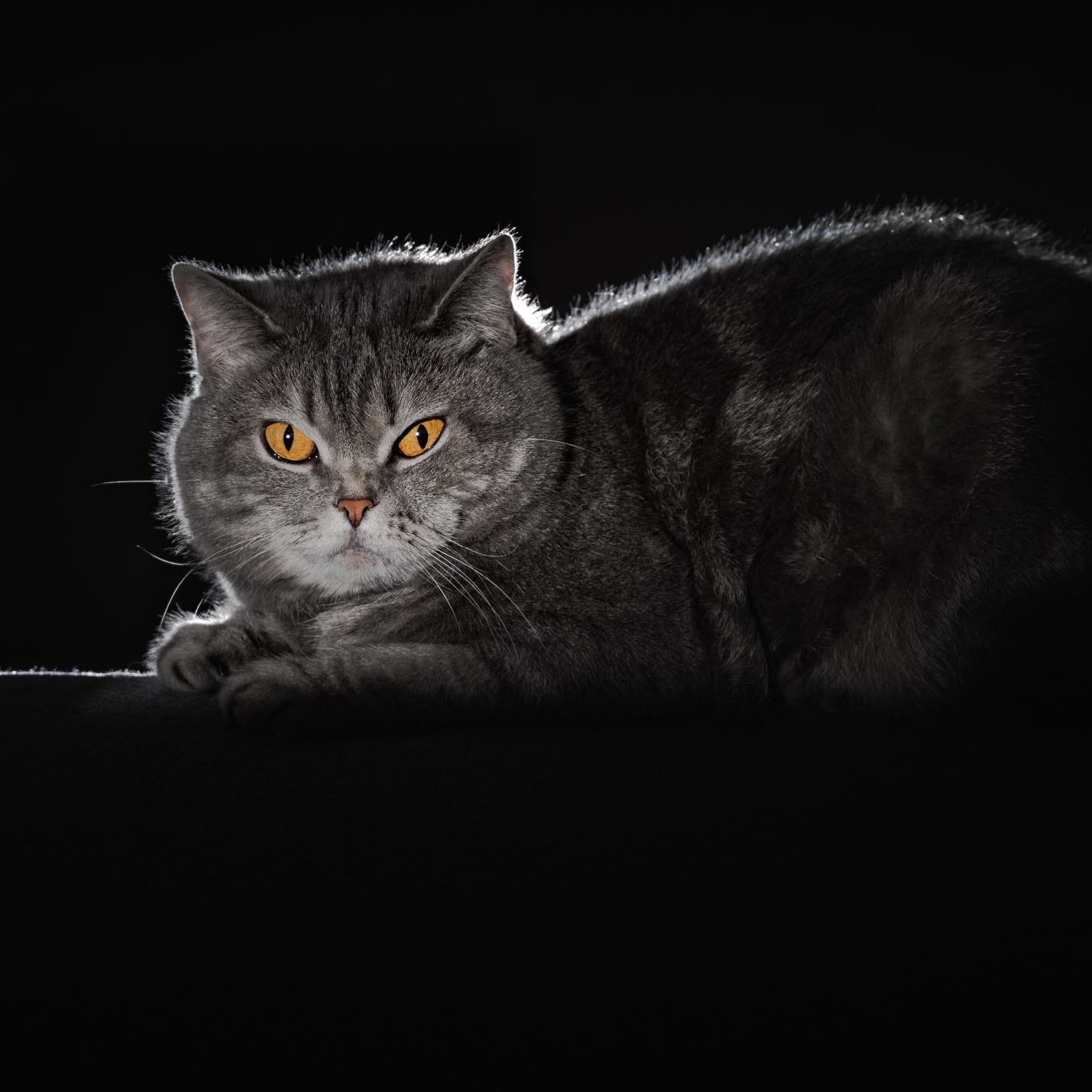 cual-es-el-significado-de-un-gato-y-la-luna.jpg