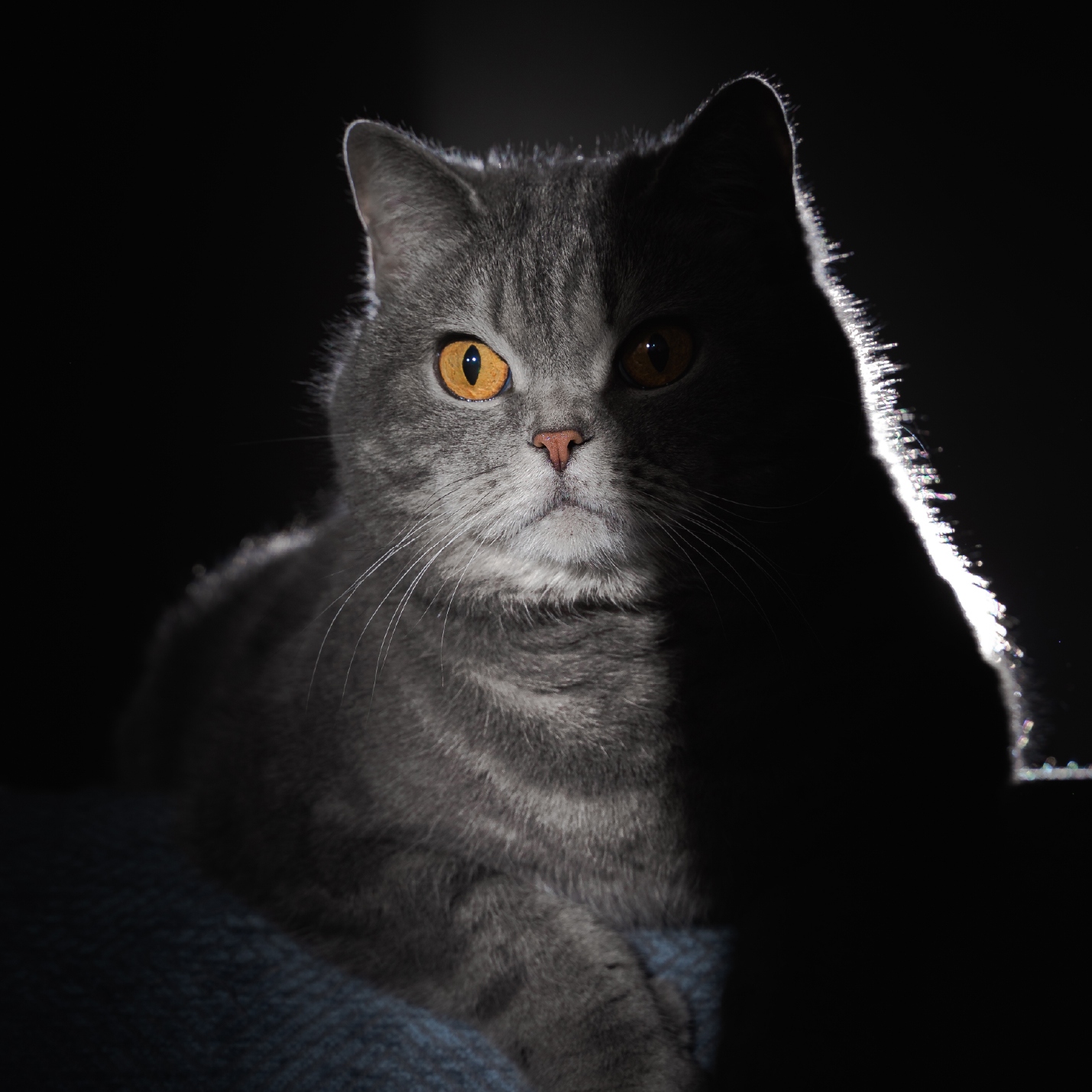 es-verdad-que-la-luna-afecta-a-los-gatos.jpg