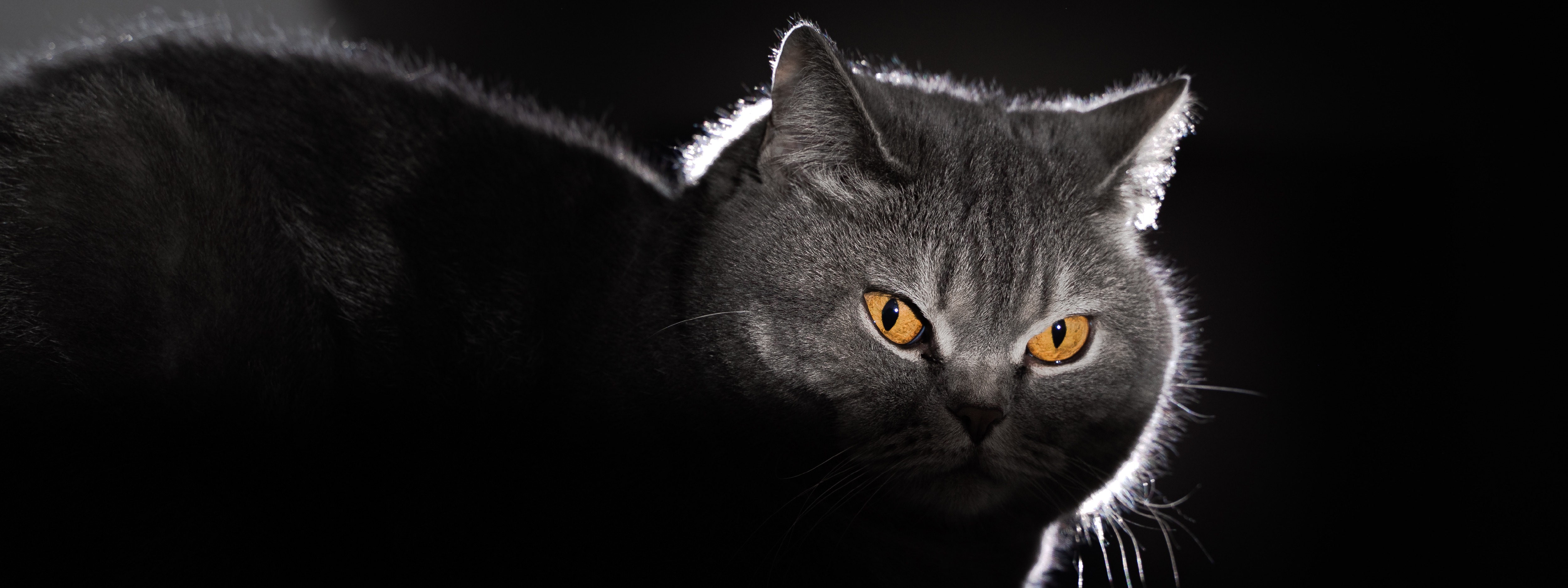 la influencia de la luna en el comportamiento de los gatos