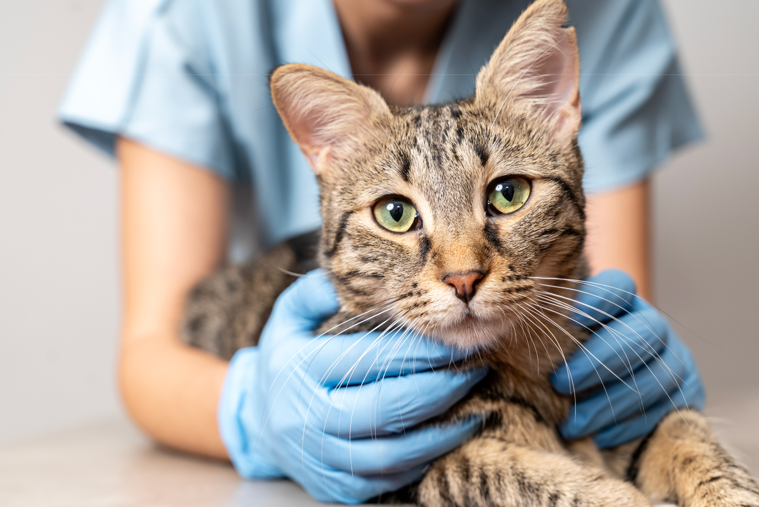 Lipidosis hepática en gatos es mortal