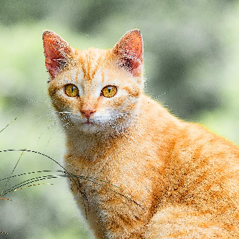 personalidad de los gatos naranjas.jpg