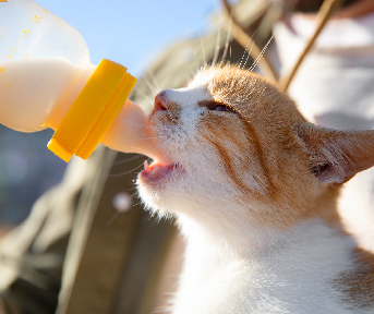 los gatos pueden tomar leche