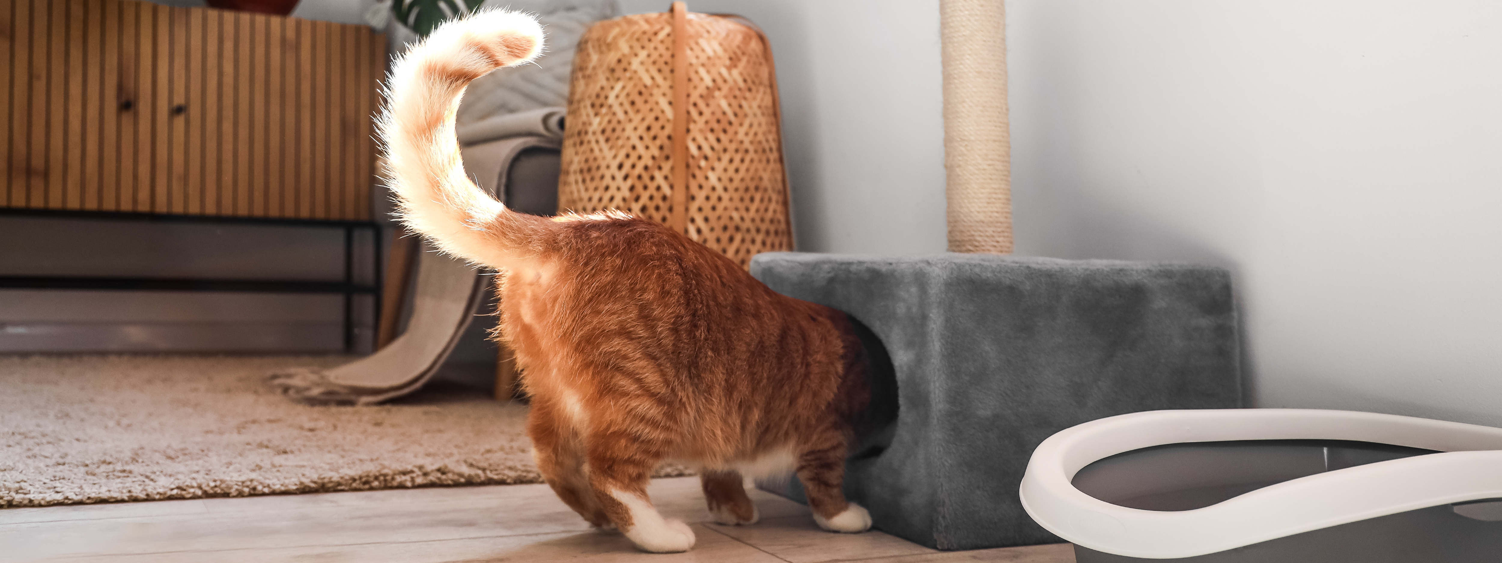 significado de la posición de la cola de los gatos