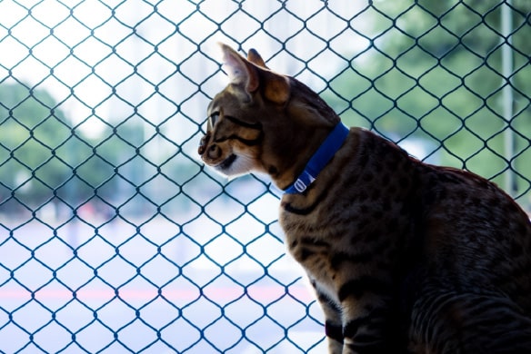 Malla de seguridad para gatos