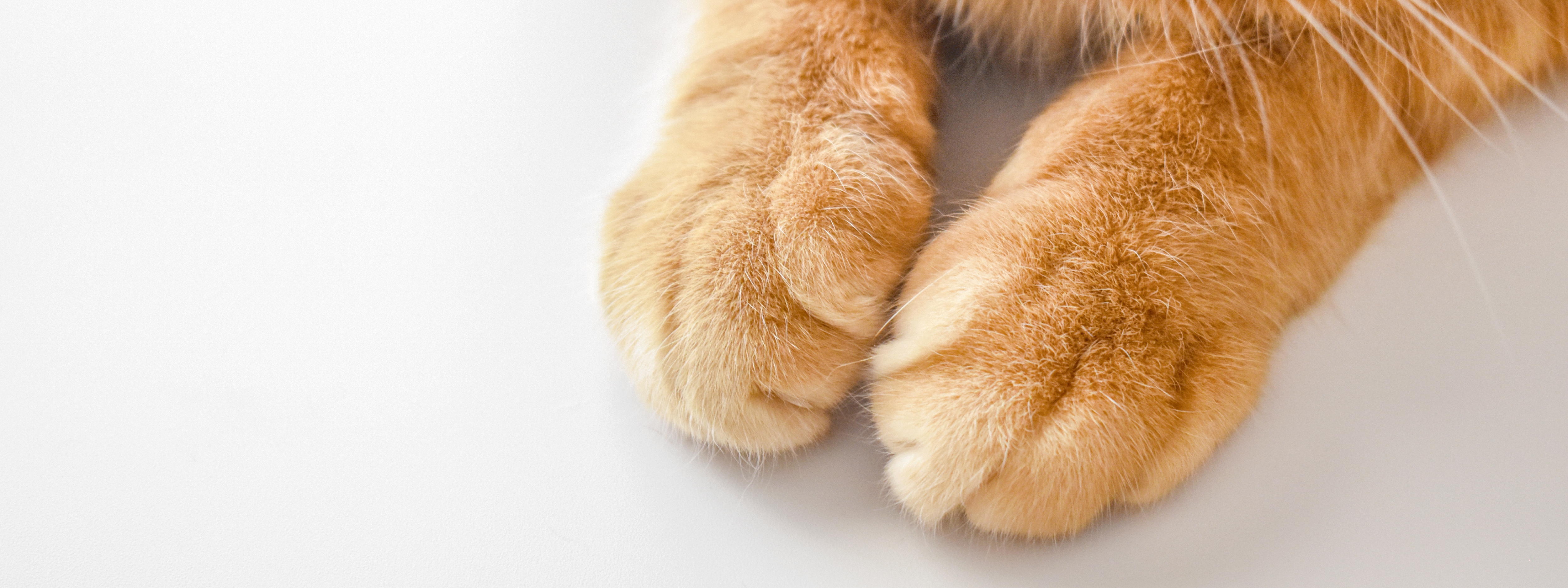 es normal que mi gato no amase