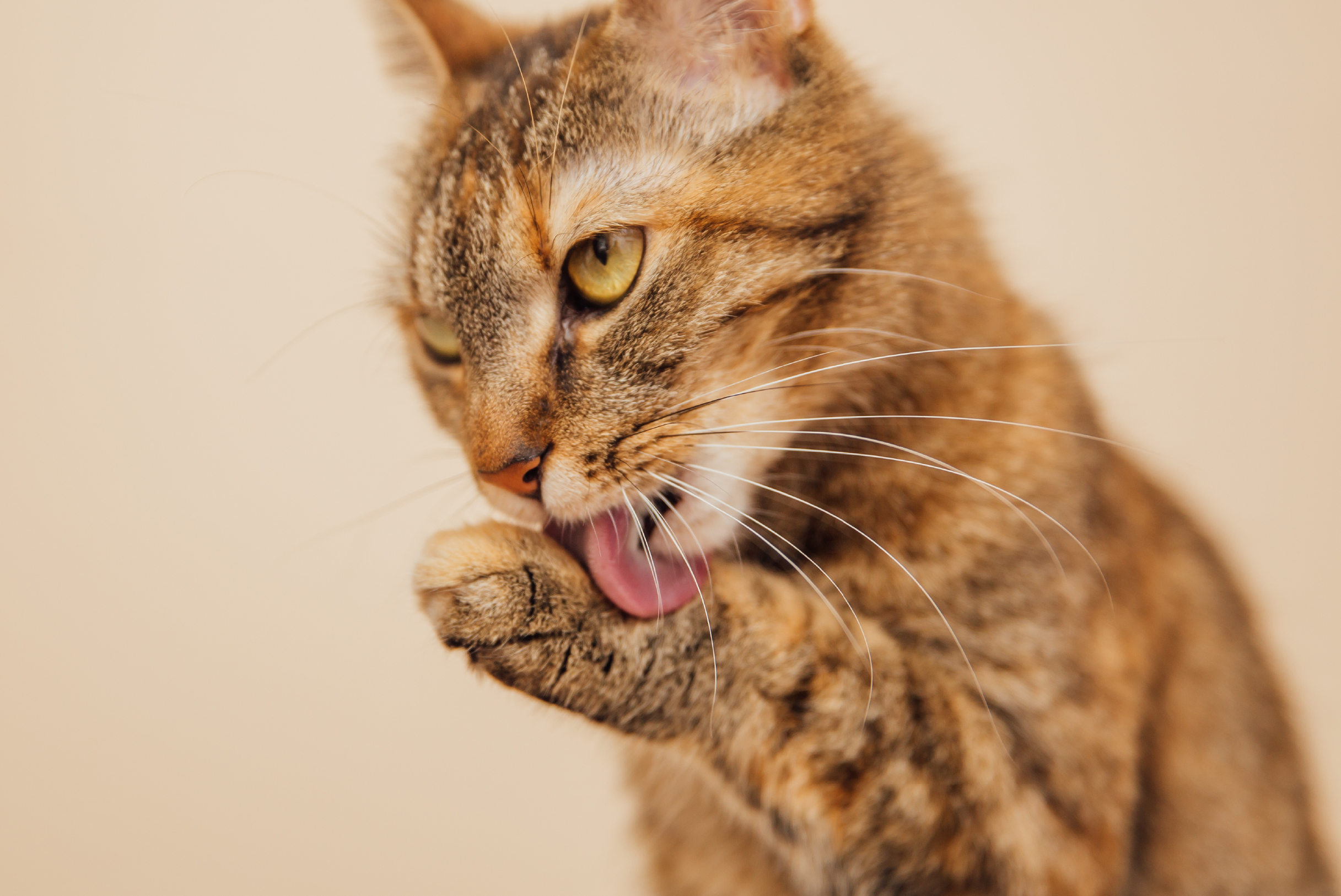 a que edad los gatos vomitan bolas de pelo