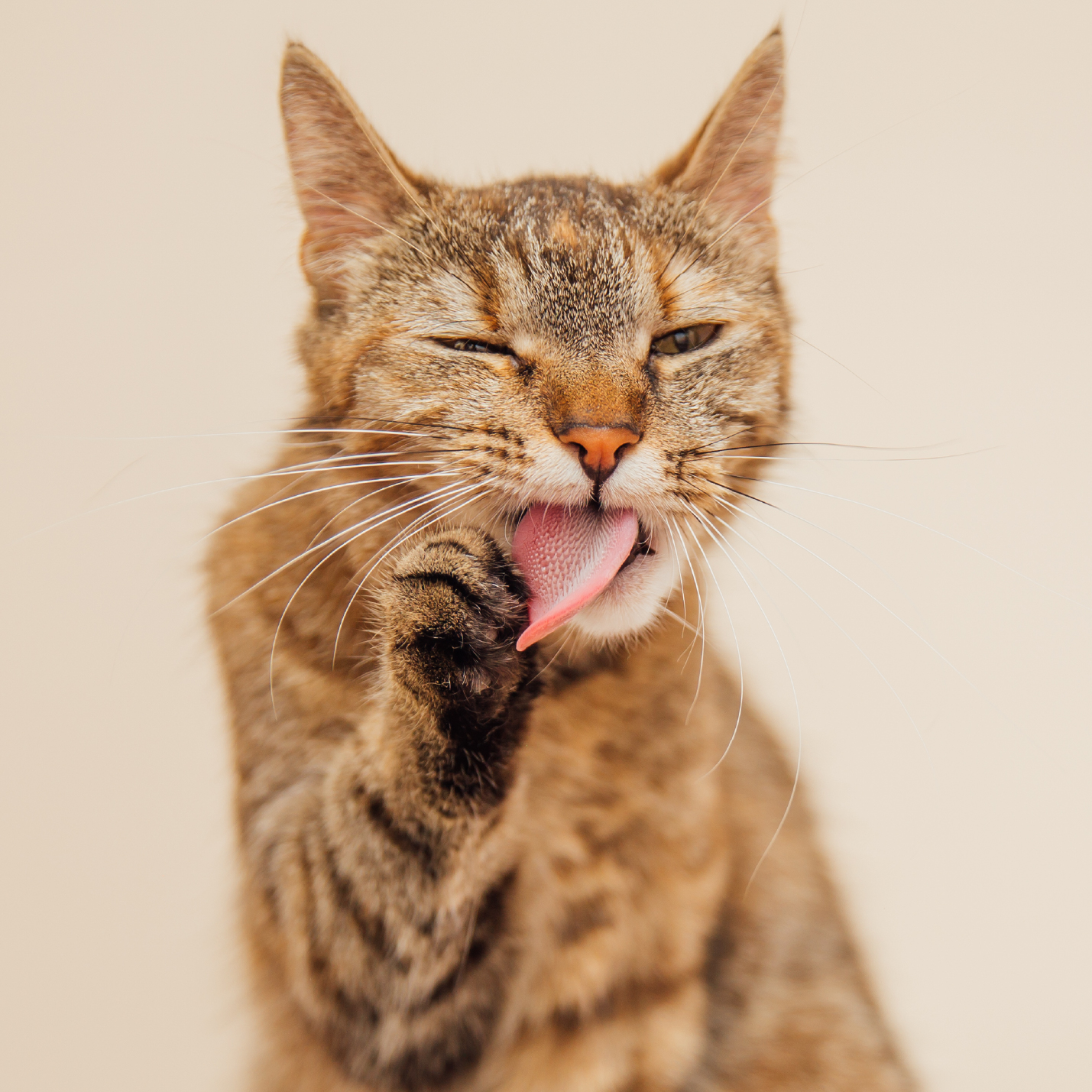 como-ayudar-a-un-gato-a-vomitar-bolas-de-pelo.jpg