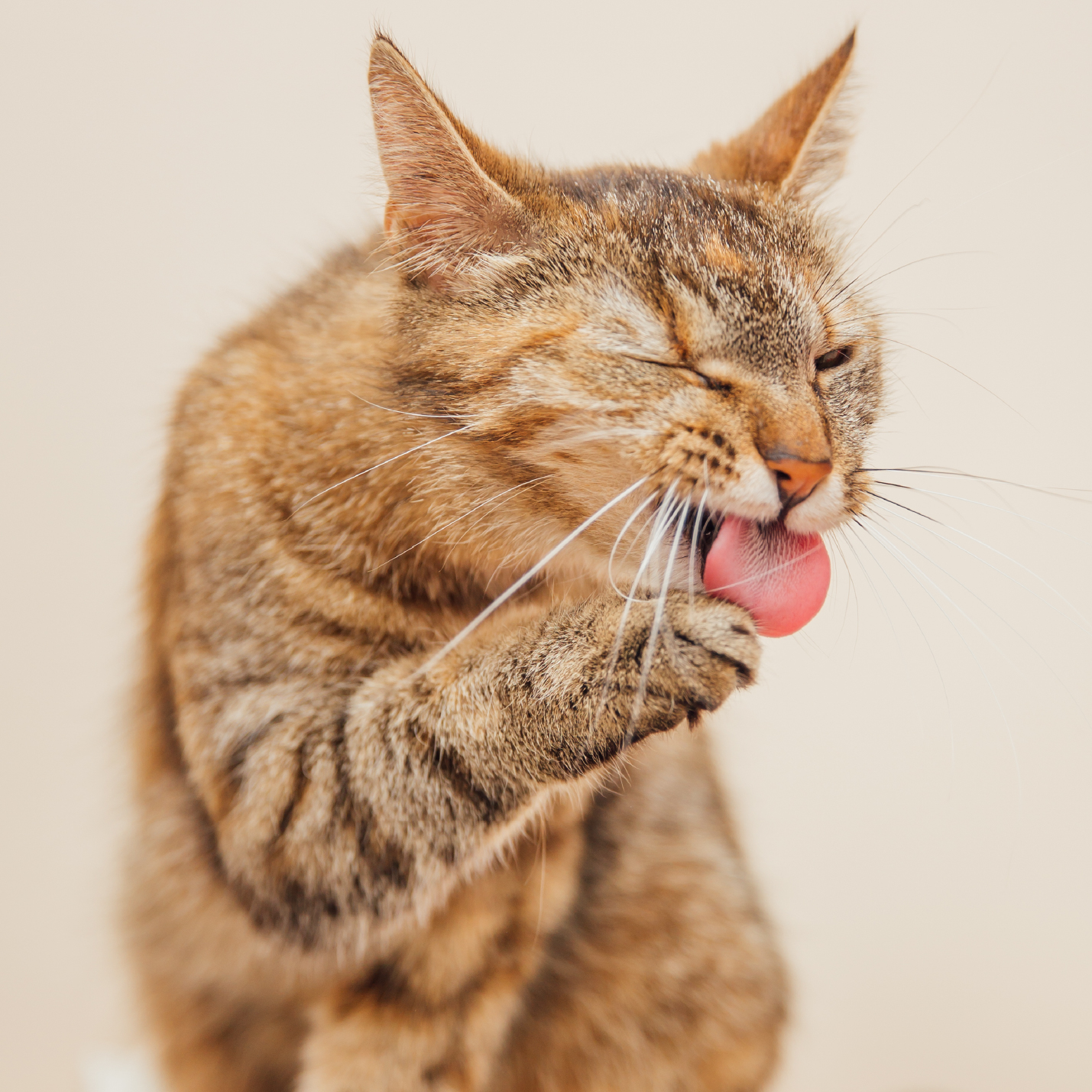 que-hacer-si-tu-gato-vomita-bolas-de-pelo.jpg