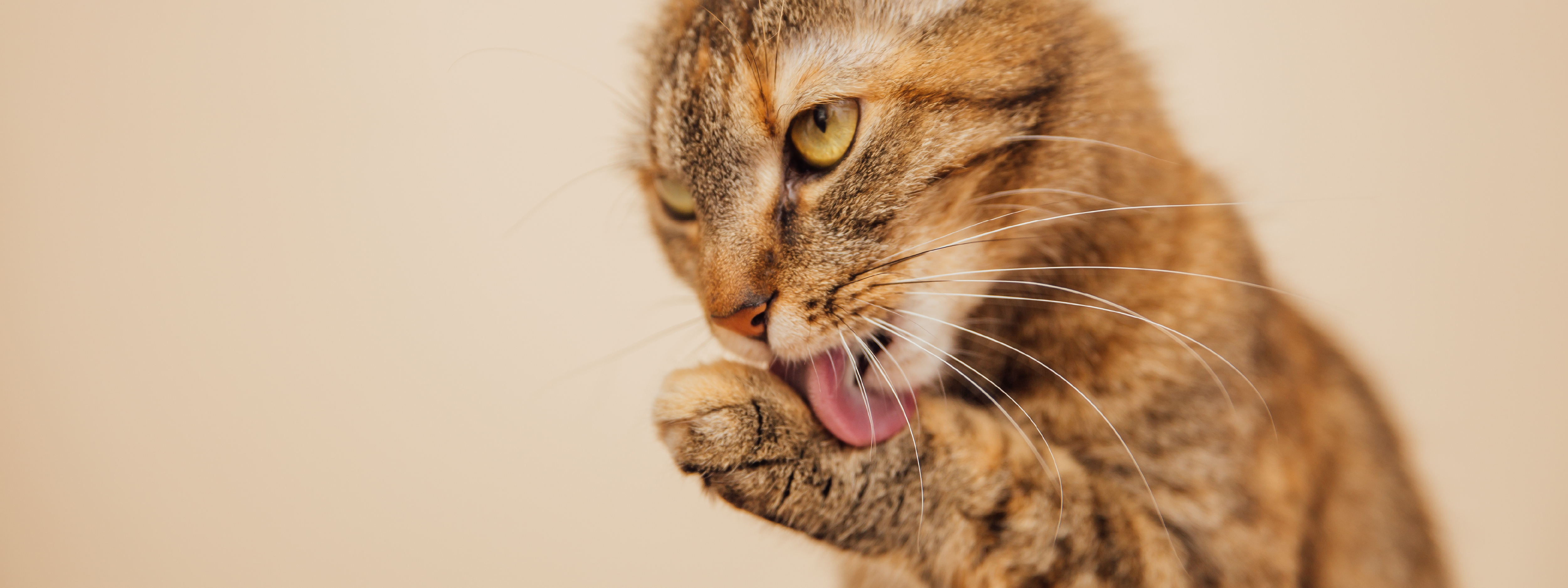 a que edad los gatos vomitan bolas de pelo