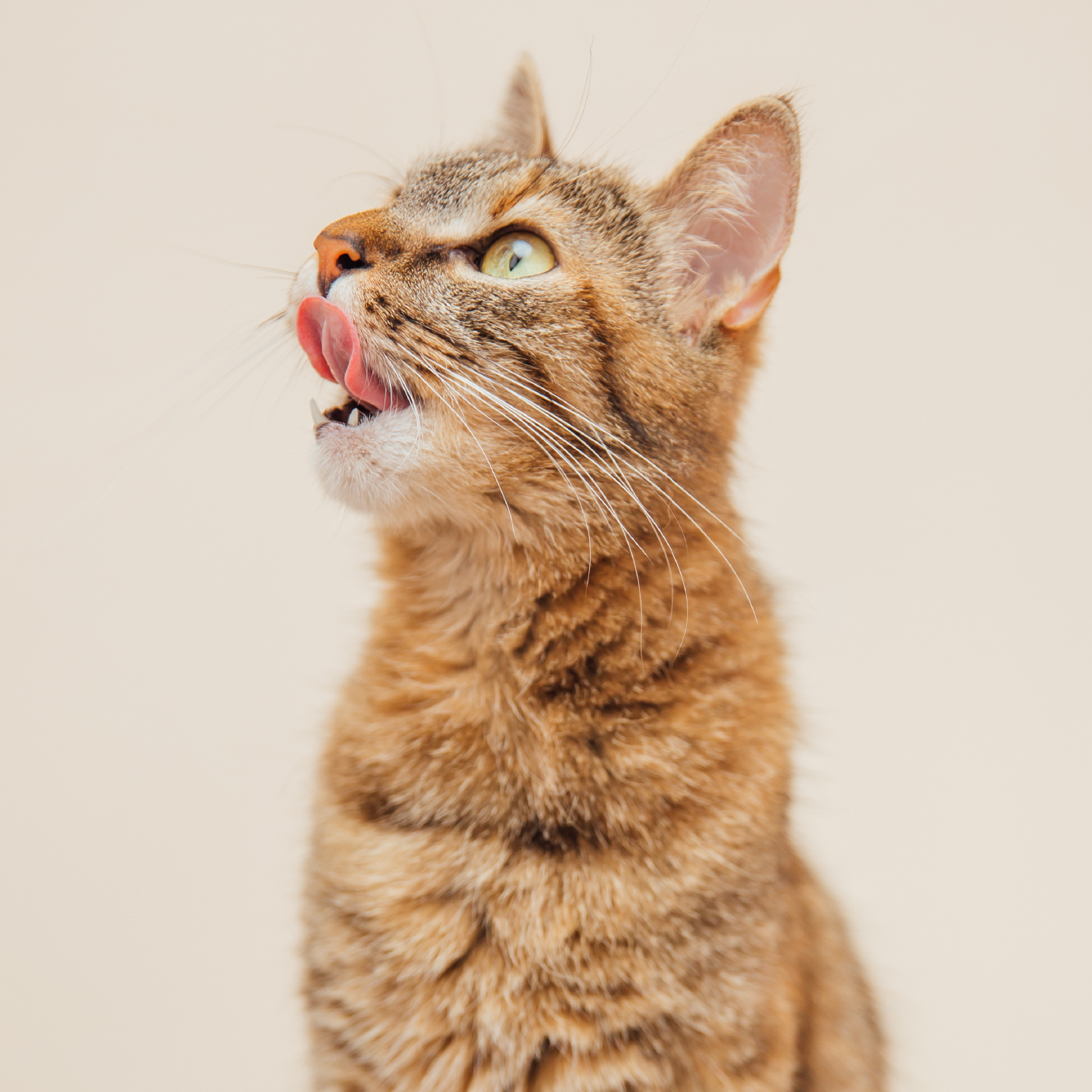 vomito-amarillo-bolas-de-pelo-gatos-vomito.jpg