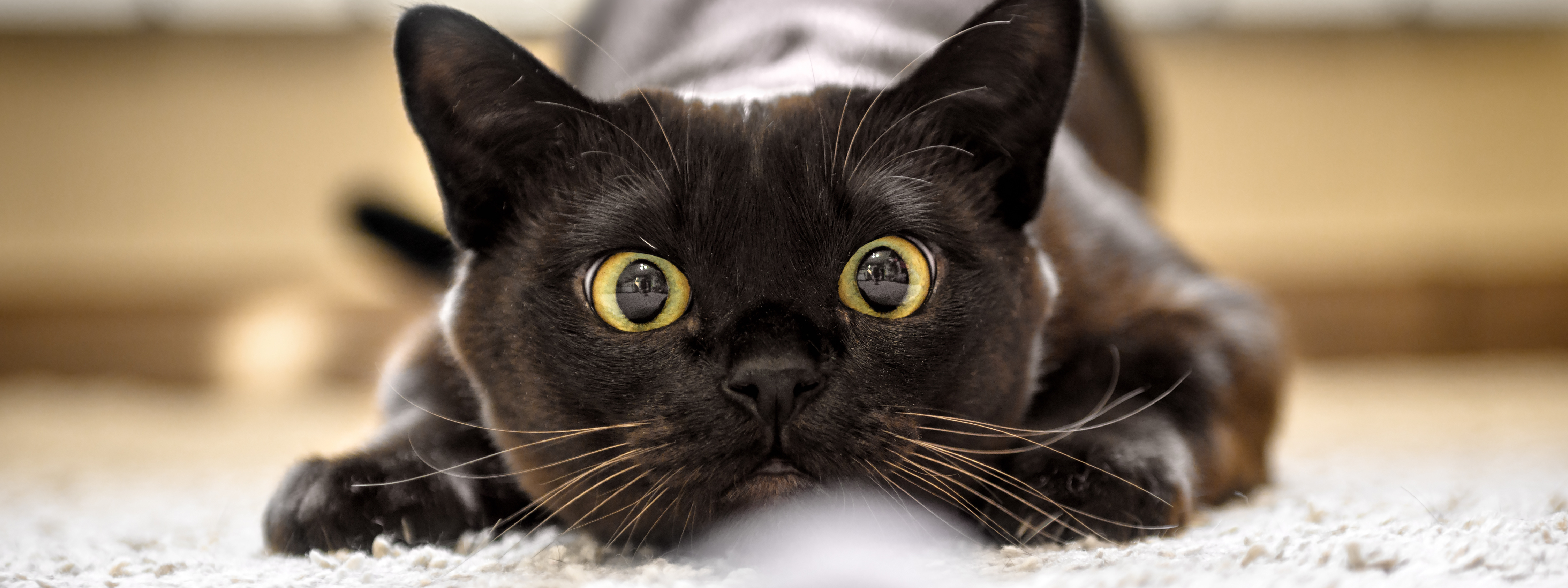 Qué significa el gato negro en Colombia