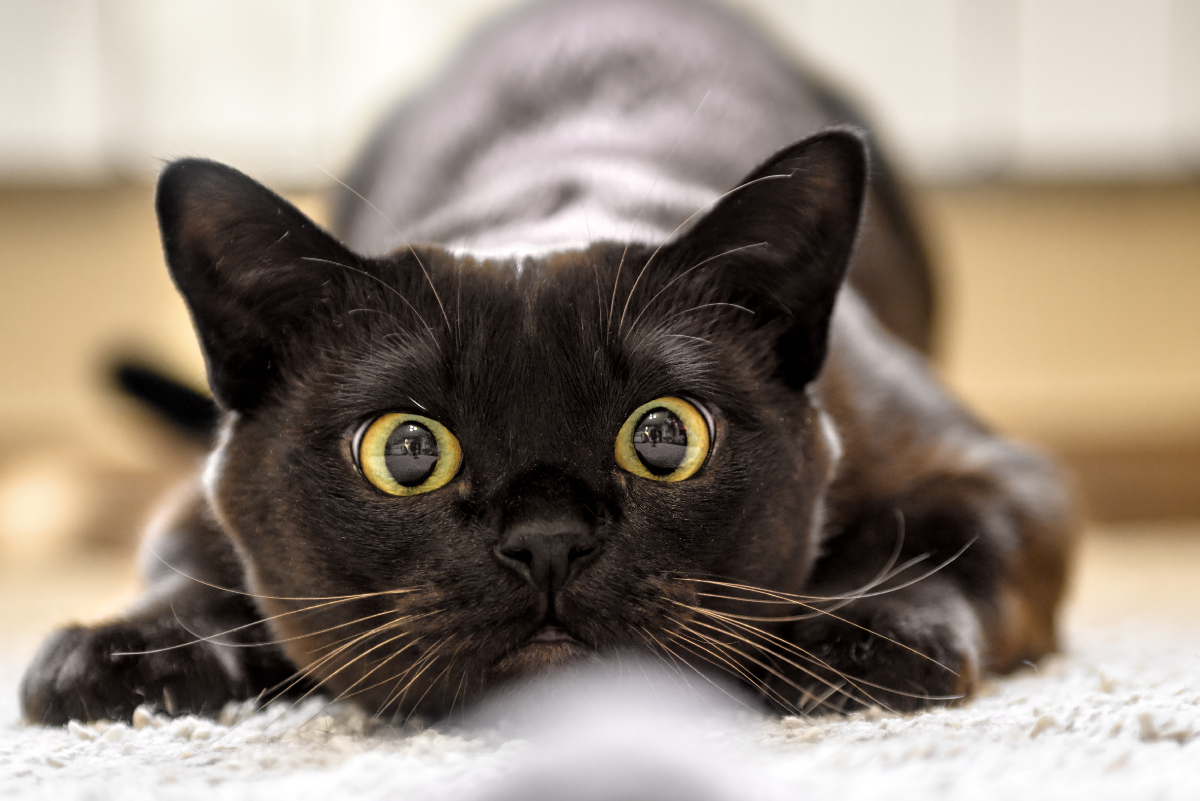 Qué significa el gato negro en Colombia