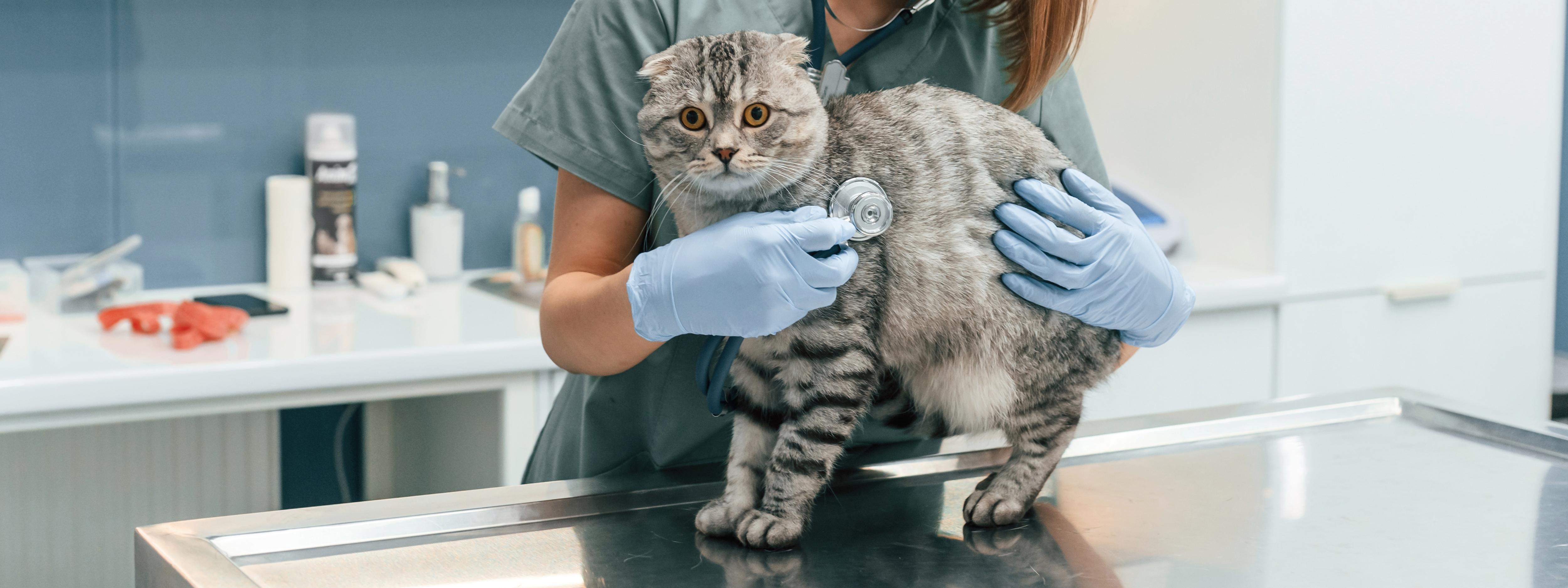 cómo se trata el micoplasma en los gatos